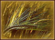 5th Dec 2014 - Golden Wheat