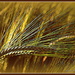 Golden Wheat by julzmaioro