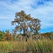 Live oak in marsh by soboy5