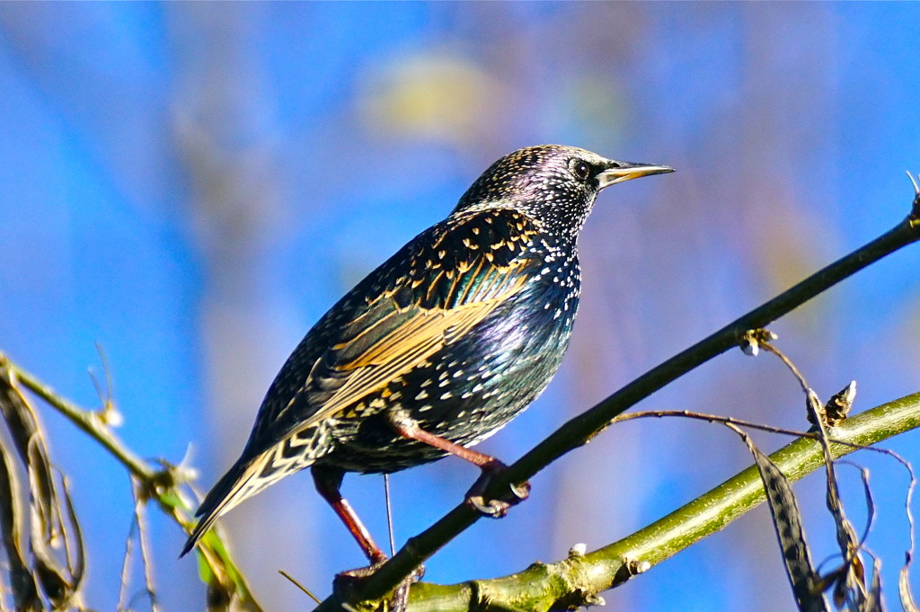 STARLING AGAINST BLUE by markp