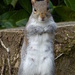  Grey Squirrel by susiemc