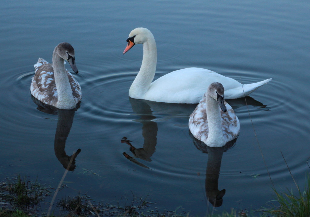 Swan family by busylady