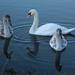 Swan family by busylady