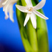 White hyacinth by elisasaeter