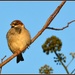 Little sparrow by rosiekind