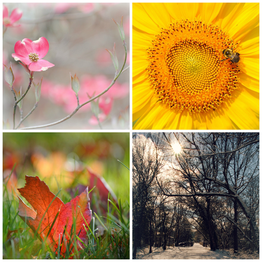 My Fab Four Seasons of 2014 by alophoto