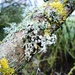 Lichens by julienne1