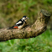 Woodpecker - 5-12 by barrowlane