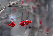5th Dec 2014 - Bunches of berries!