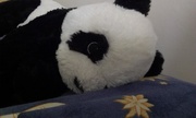 26th Nov 2014 - Panda's dream