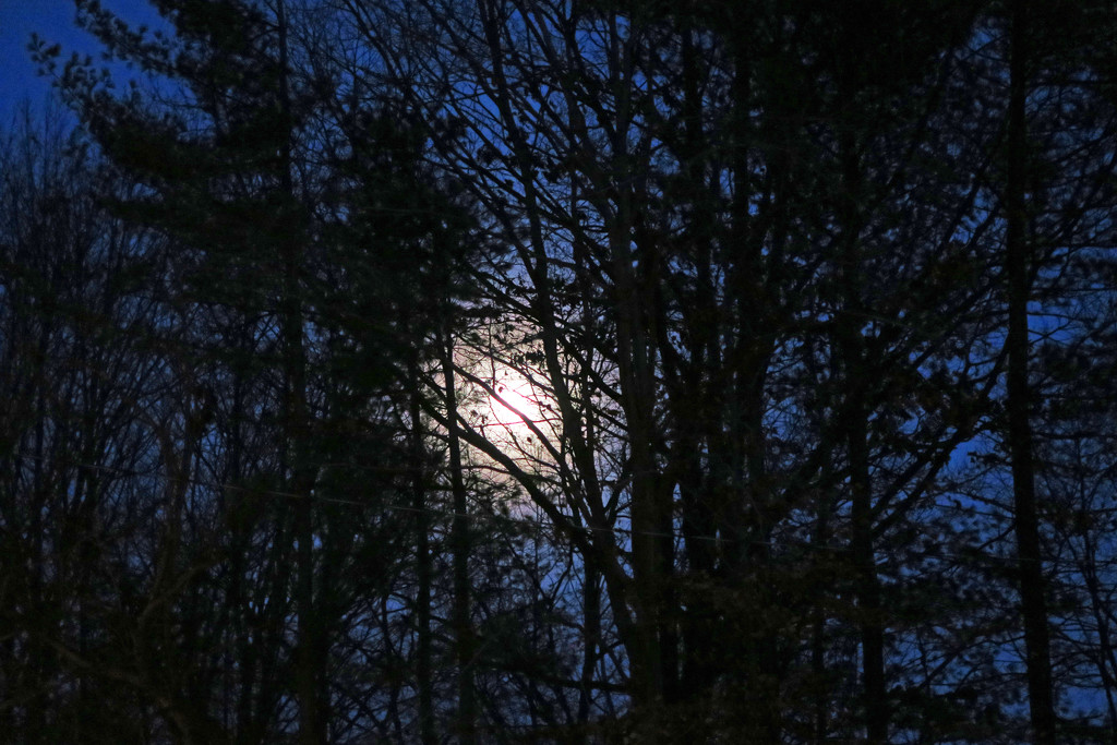 Moon and Spooky Trees by april16