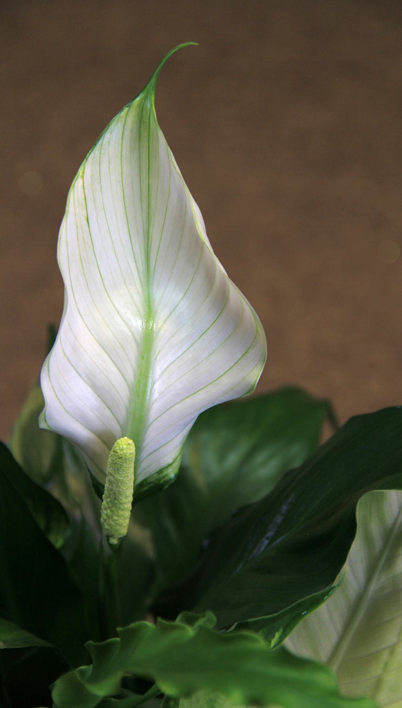 Peace Lily Bloom by calm