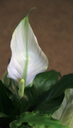 5th Dec 2014 - Peace Lily Bloom