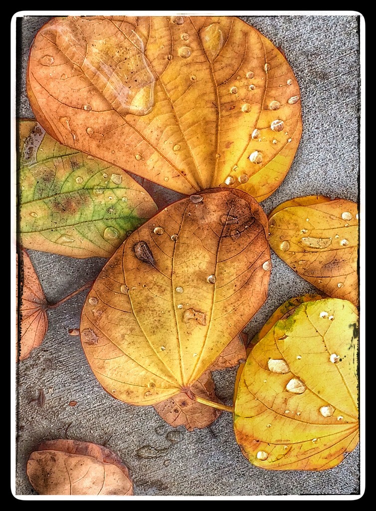 Autumn Leaves and Drops by redy4et
