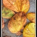 Autumn Leaves and Drops by redy4et