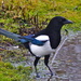 PADDLING MAGPIE by markp