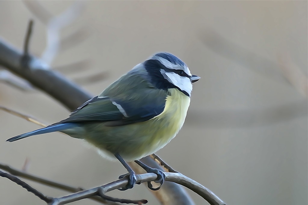 PAINTED BLUE TIT by markp