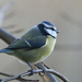 PAINTED BLUE TIT by markp