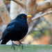 6th December 2014 - Blackbird by pamknowler