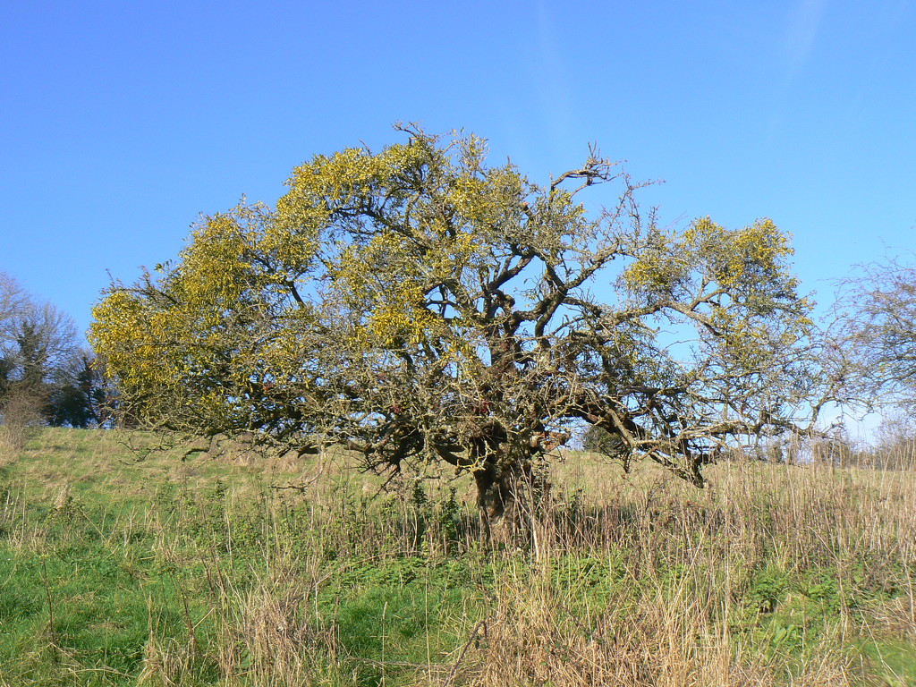 Hawthorn smothered in Mistletoe by julienne1