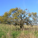 Hawthorn smothered in Mistletoe by julienne1