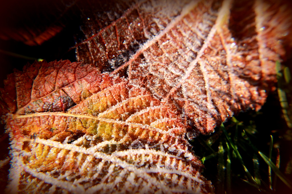 Frosty Autumn leaves by busylady