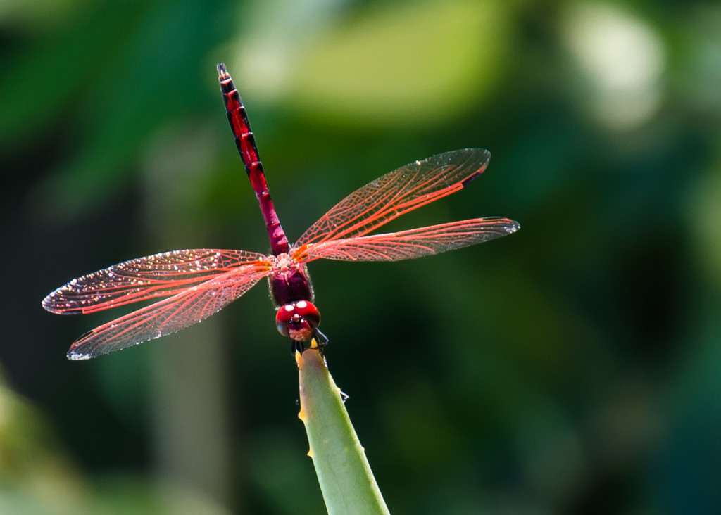 Red Dragonfly by salza