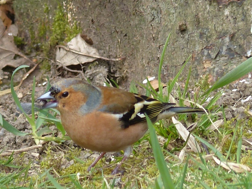  Chaffinch (Male)  by susiemc