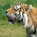 Tiger by elisasaeter