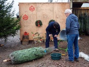 6th Dec 2014 - Picking the tree