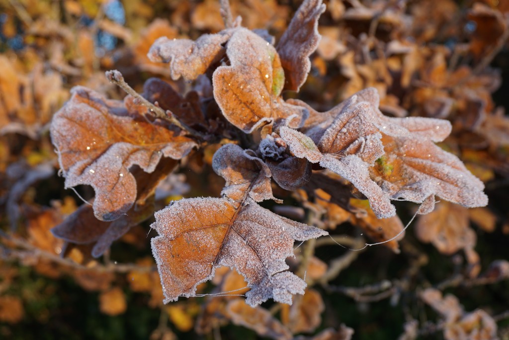 Frosty Leaves by mattjcuk