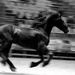 Lusitanian horse  by parisouailleurs