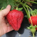 That's a BIG strawberry! by gilbertwood