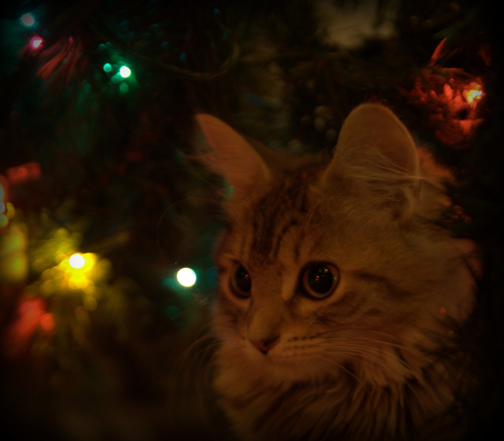 Day 340:  Sugar Under the Tree by sheilalorson
