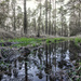 Reflections in a forest puddle... by vignouse