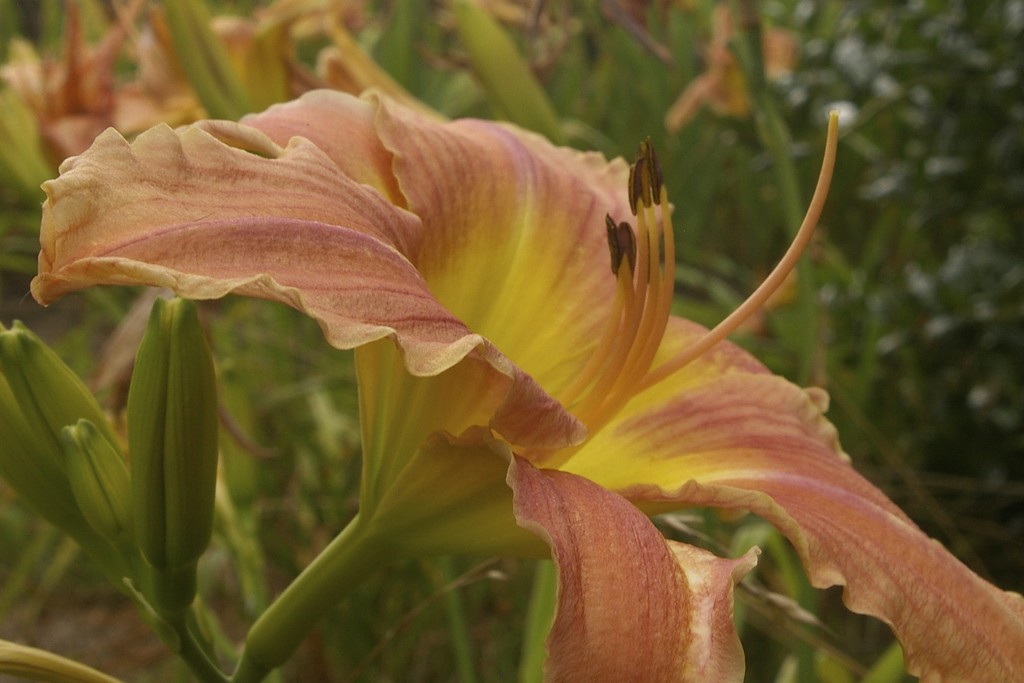 Daylily by thewatersphotos