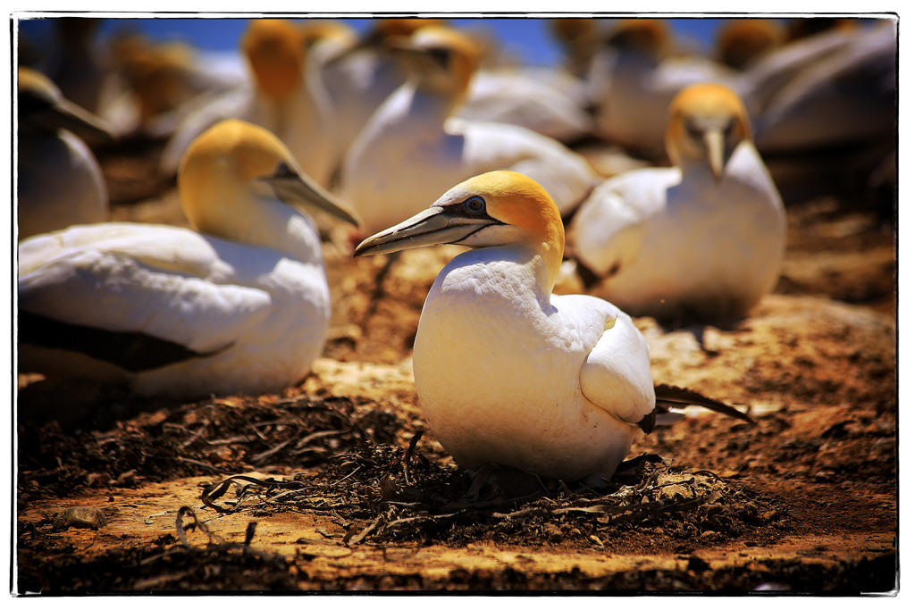 Gannet colony by rustymonkey