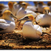Gannet colony by rustymonkey