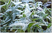 7th Dec 2014 - Frosted Leaves