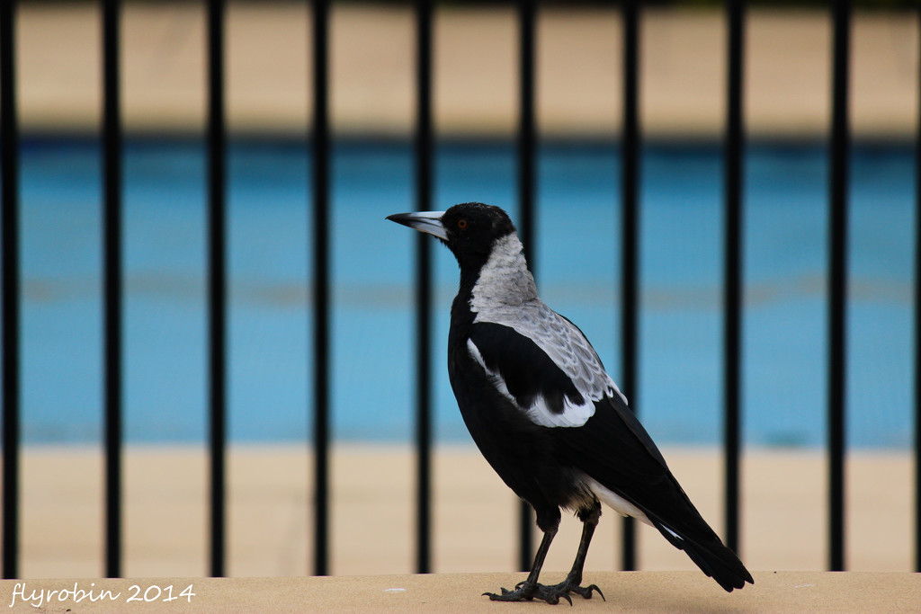 Magpie by the fence by flyrobin