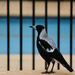 Magpie by the fence by flyrobin