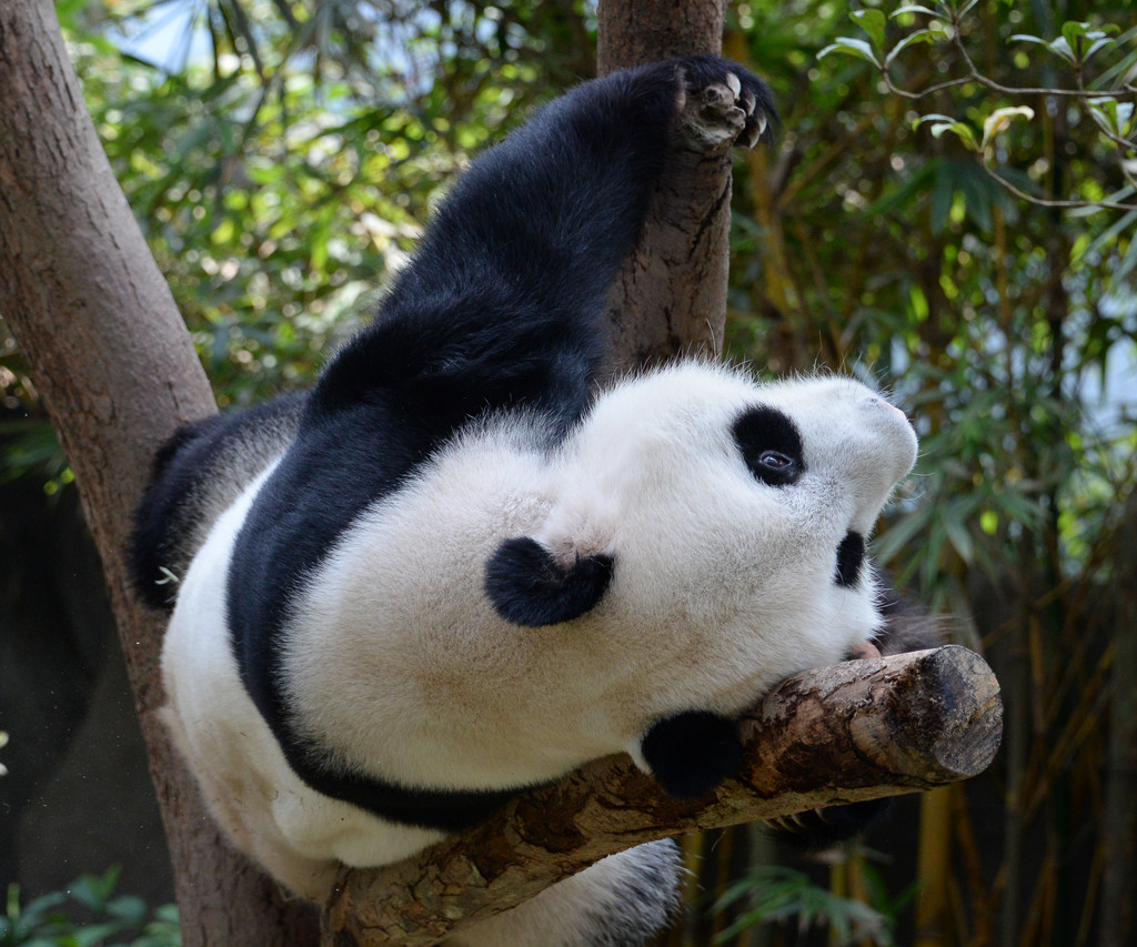 Giant Panda by kathyladley