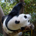 Giant Panda by kathyladley