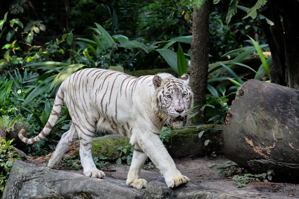 White Tiger by kathyladley