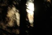 5th Dec 2014 - Moonlit Forest