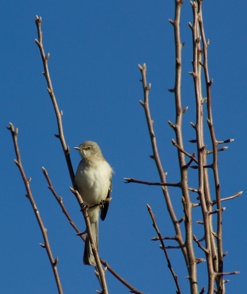 Mockingbird Profile--Morning Walk by darylo