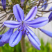 Agapanthus Flower by salza