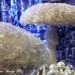 Magic mushrooms or toadstools? by craftymeg