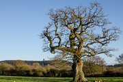 7th Dec 2014 - Old tree and tower - 7-12