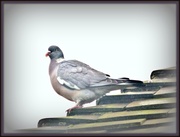 8th Dec 2014 -  Mr Pigeon--Up on the roof top !